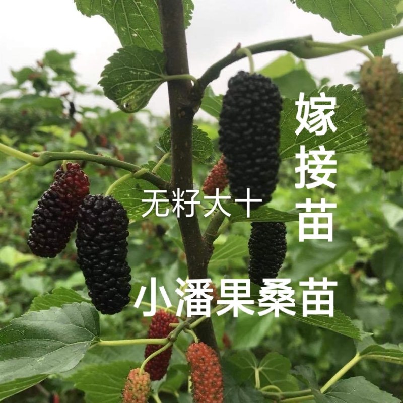 果桑苗无籽大十嫁接苗（汁多口感好甜度高）包对版包技术