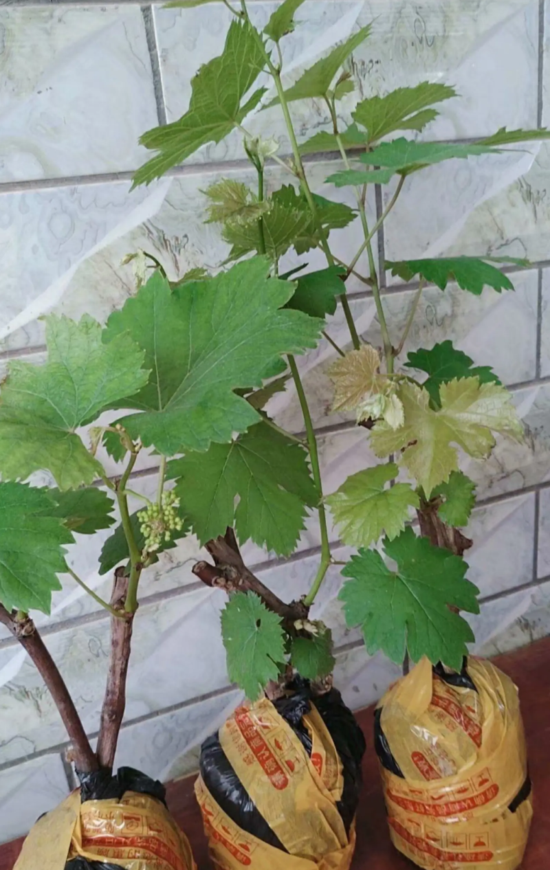 [优选]夏黑葡萄苗蓝宝石葡萄苗巨蜂葡萄苗阳光玫瑰葡萄苗