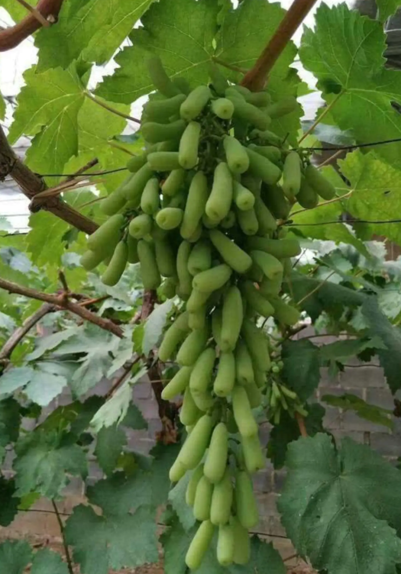 [优选]夏黑葡萄苗蓝宝石葡萄苗巨蜂葡萄苗阳光玫瑰葡萄苗