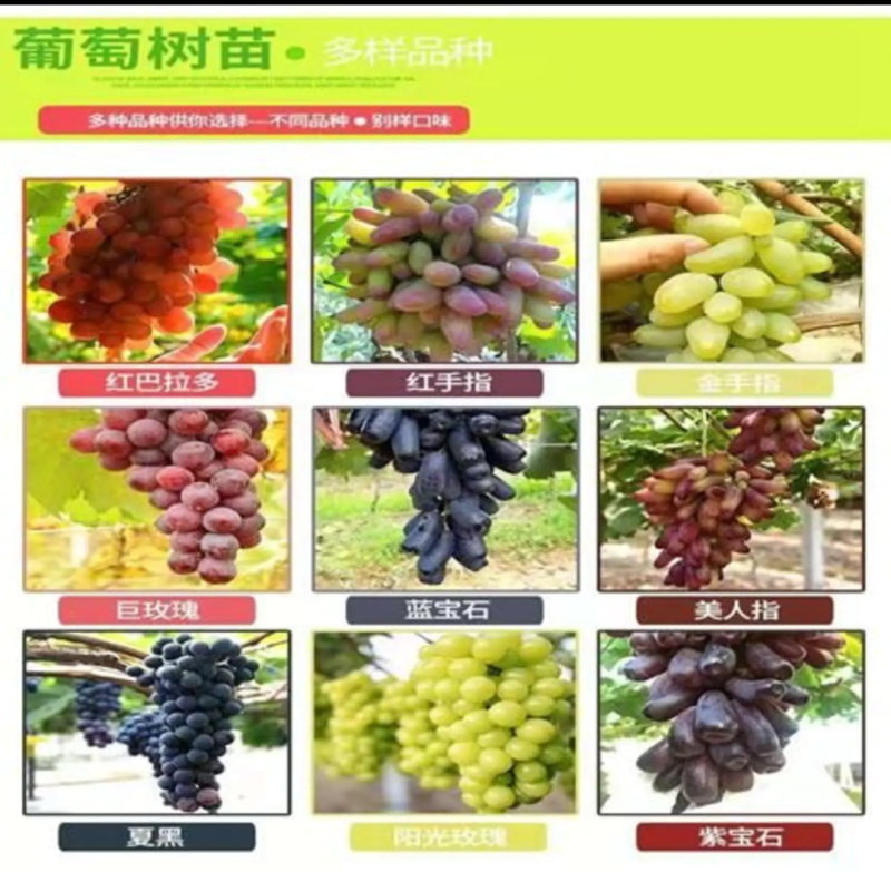 [优选]夏黑葡萄苗蓝宝石葡萄苗巨蜂葡萄苗阳光玫瑰葡萄苗