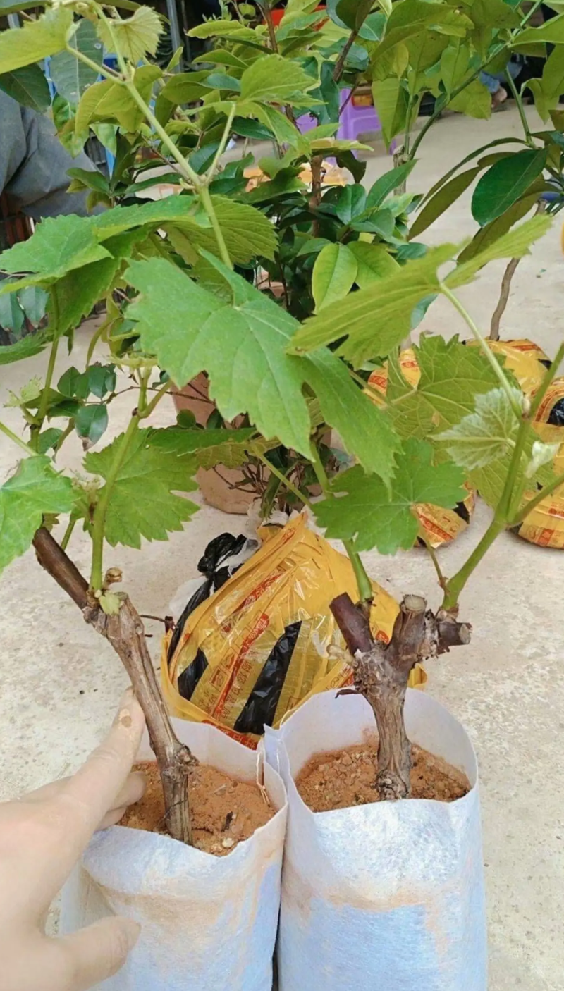 [优选]夏黑葡萄苗蓝宝石葡萄苗巨蜂葡萄苗阳光玫瑰葡萄苗