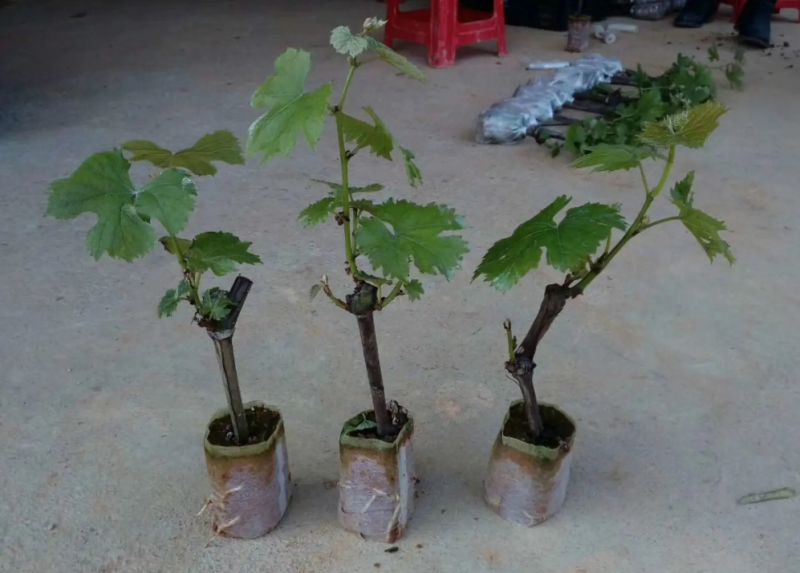 [优选]夏黑葡萄苗蓝宝石葡萄苗巨蜂葡萄苗阳光玫瑰葡萄苗
