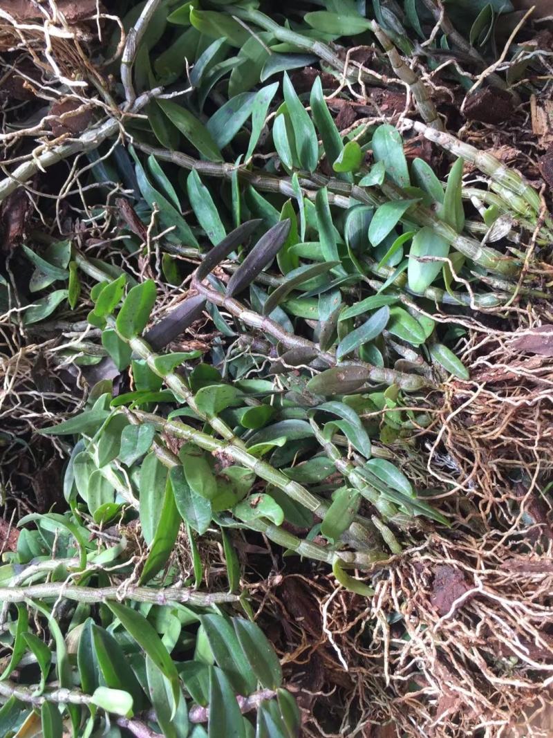 基地直销雁荡山品种红杆软脚铁皮石斛基地训化1年苗