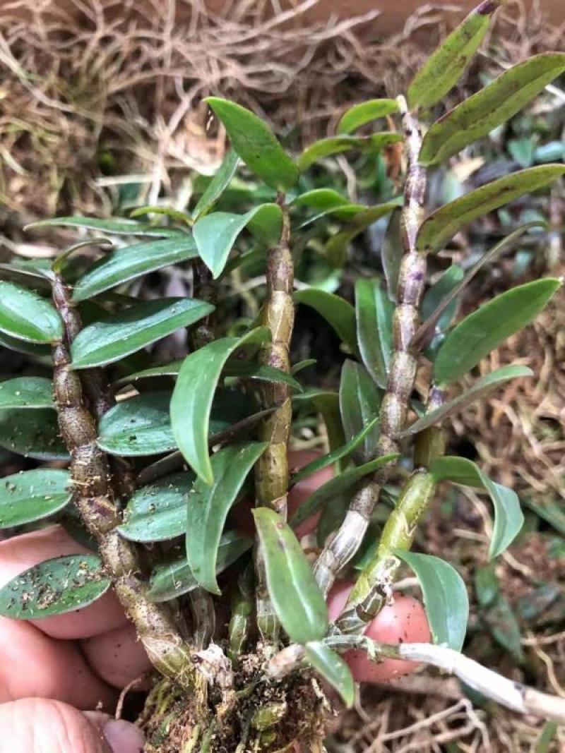 基地直销雁荡山品种红杆软脚铁皮石斛基地训化1年苗