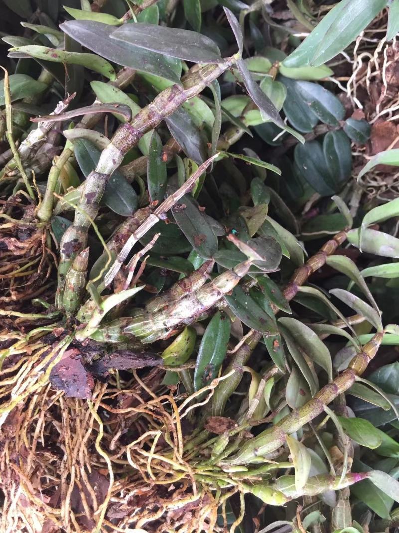基地直销雁荡山品种红杆软脚铁皮石斛基地训化1年苗