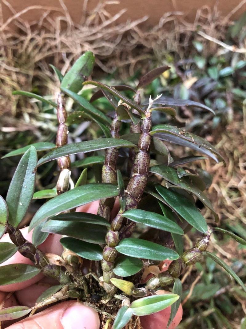基地直销雁荡山品种红杆软脚铁皮石斛基地训化1年苗