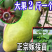 [精选]新品种香蜜百香果苗木瓜百香果苗优良品种