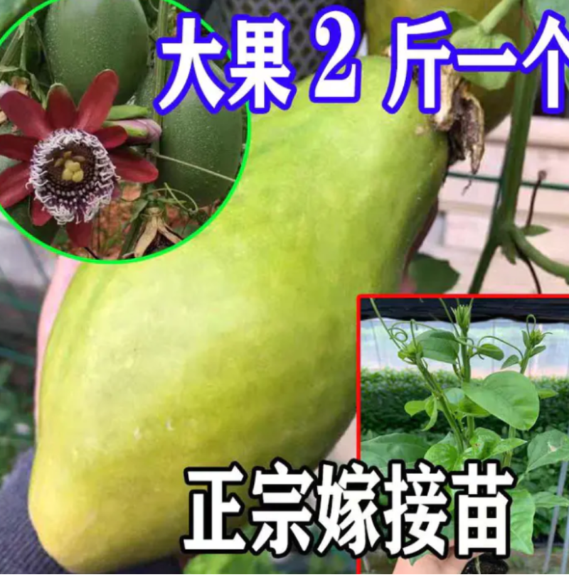 [精选]新品种香蜜百香果苗木瓜百香果苗优良品种