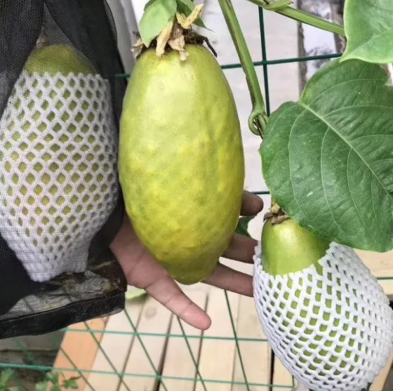 [精选]新品种香蜜百香果苗木瓜百香果苗优良品种