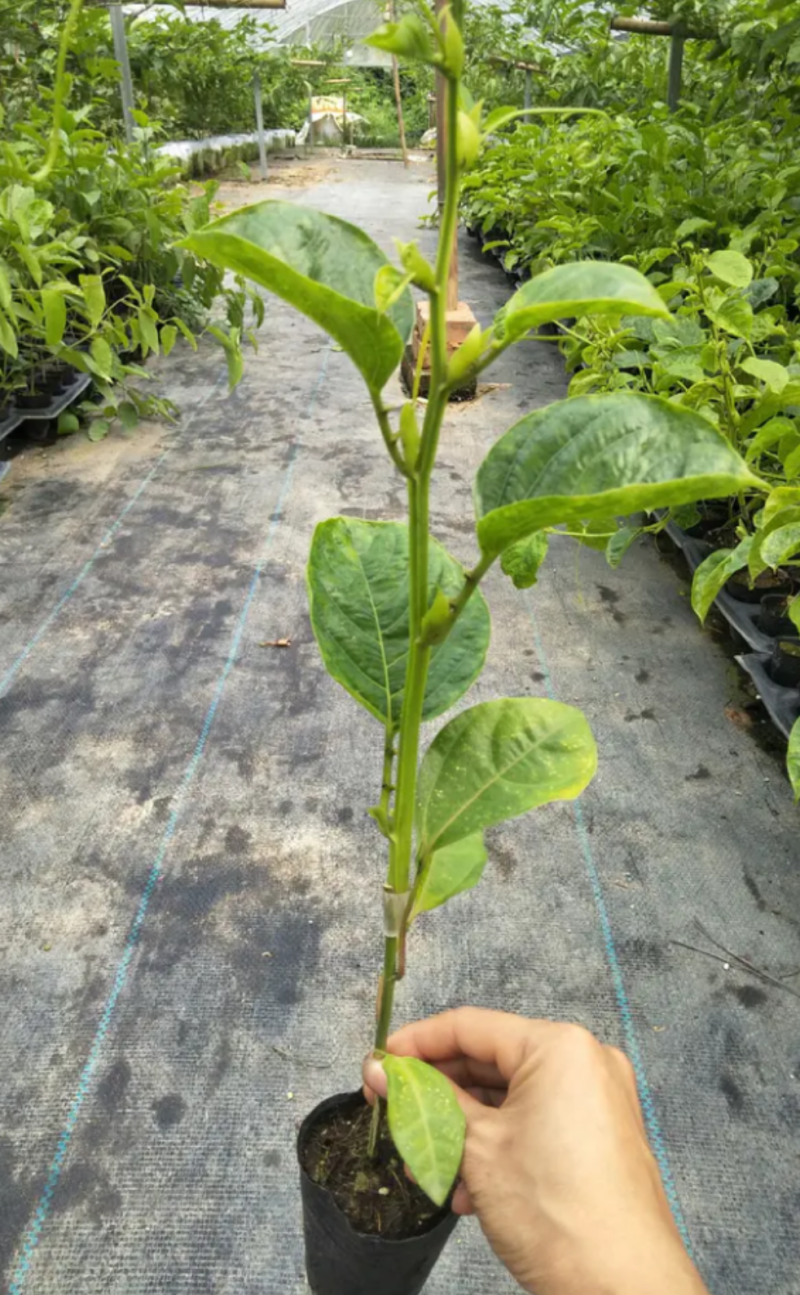 [精选]新品种香蜜百香果苗木瓜百香果苗优良品种