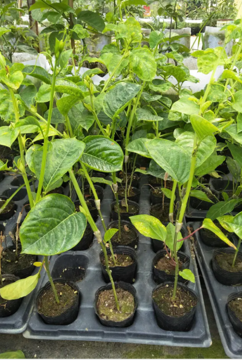 [精选]新品种香蜜百香果苗木瓜百香果苗优良品种