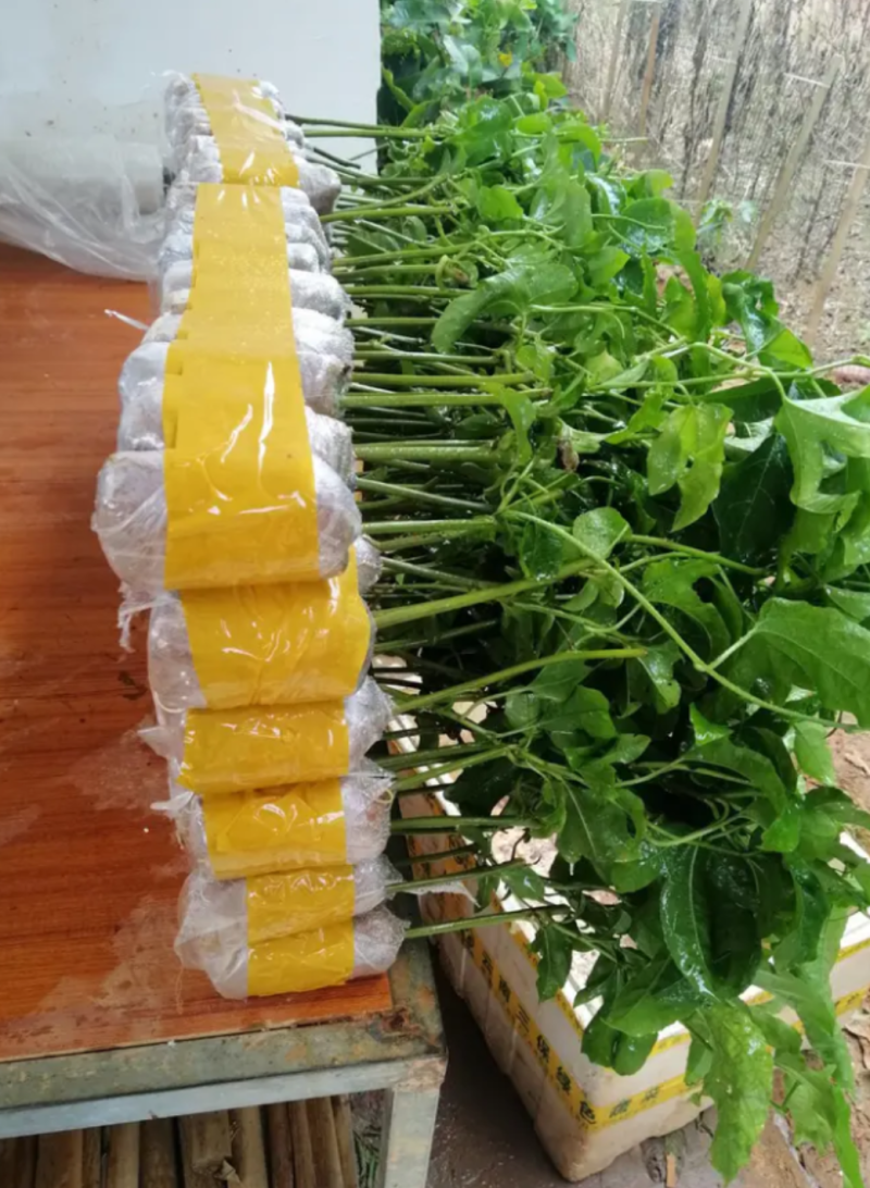 [精选]新品种香蜜百香果苗木瓜百香果苗优良品种