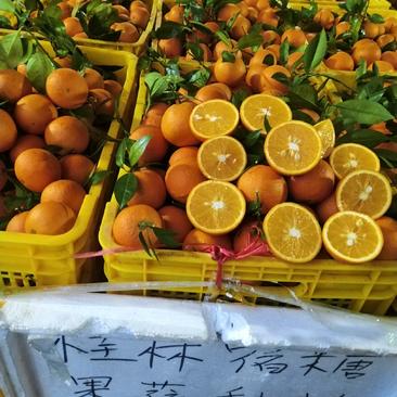 大量供应广西桂林的蜜香橙！清香纯甜比冰糖橙还要甜。