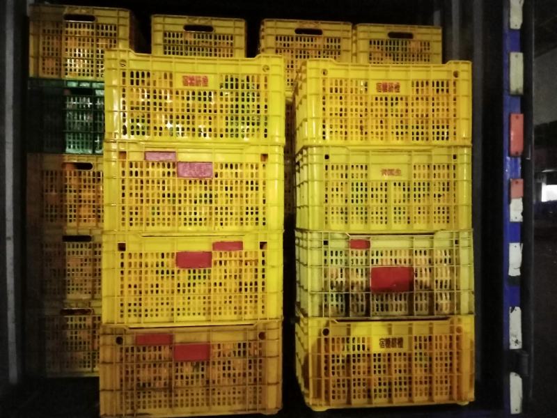广西桂林蜜香橙清香纯甜口感超甜糖度高批发