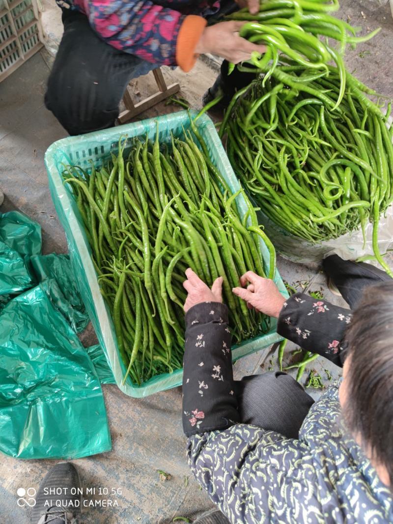 山东线椒优等质量产地直销长35-40cm保质保量批发