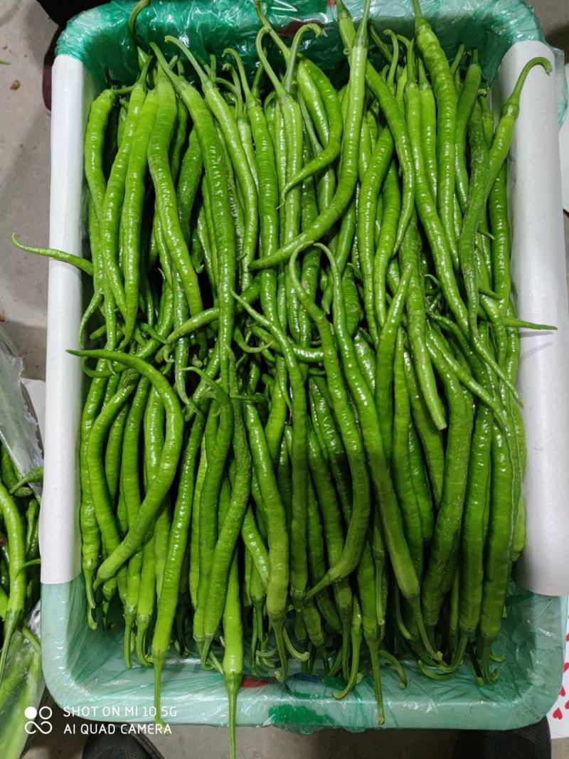 山东线椒优等质量产地直销长35-40cm保质保量批发