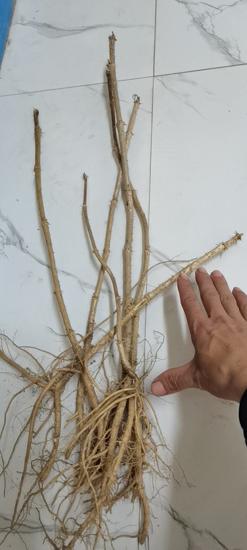 一年生刺嫩芽苗刺五加一年苗抗寒品种