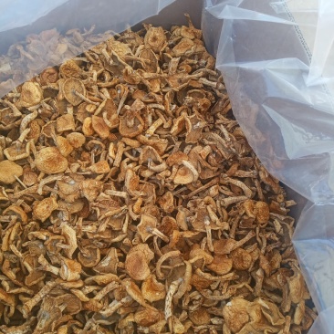 滑子菇，好吃不贵，价格实惠，美味
