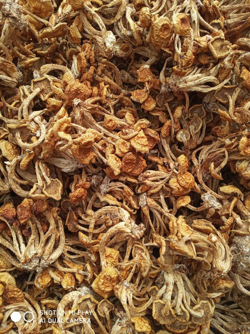 滑子菇，好吃不贵，价格实惠，美味
