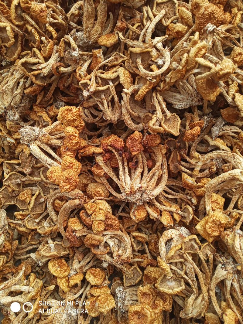 滑子菇，好吃不贵，价格实惠，美味