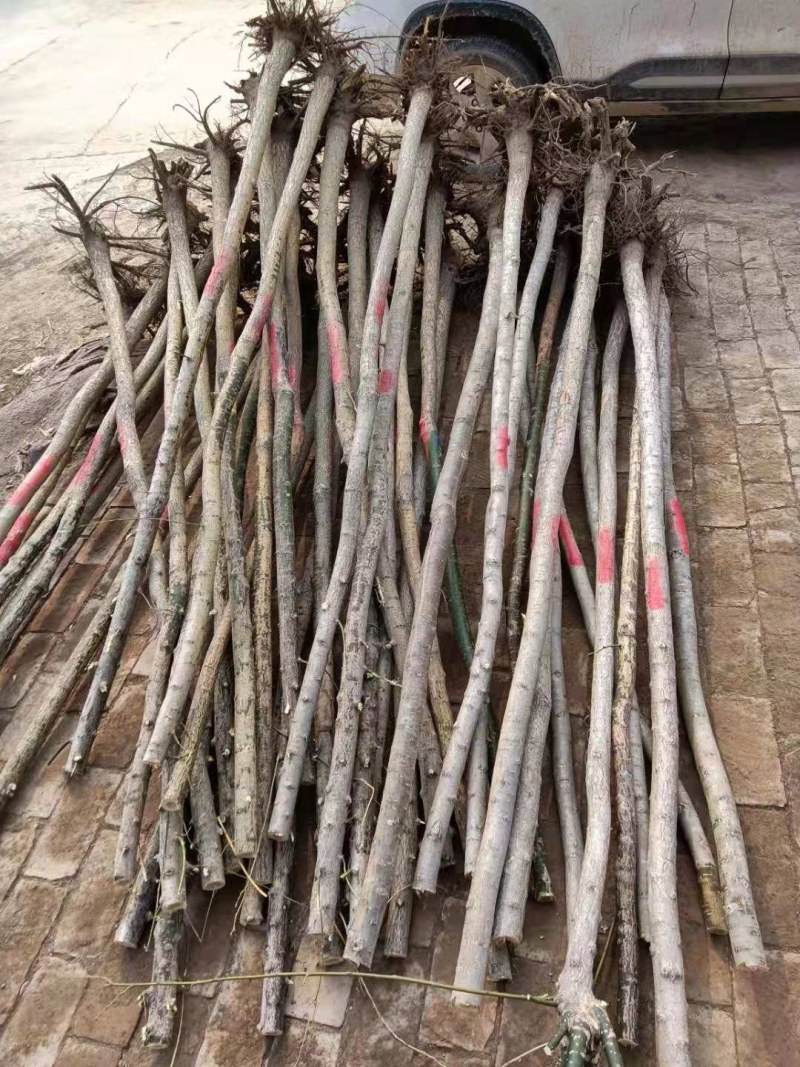 6公分白蜡二三级，大量供应，地头装车上货快