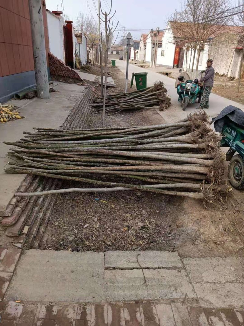 6公分白蜡二三级，大量供应，地头装车上货快