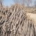 6公分白蜡二三级，大量供应，地头装车上货快