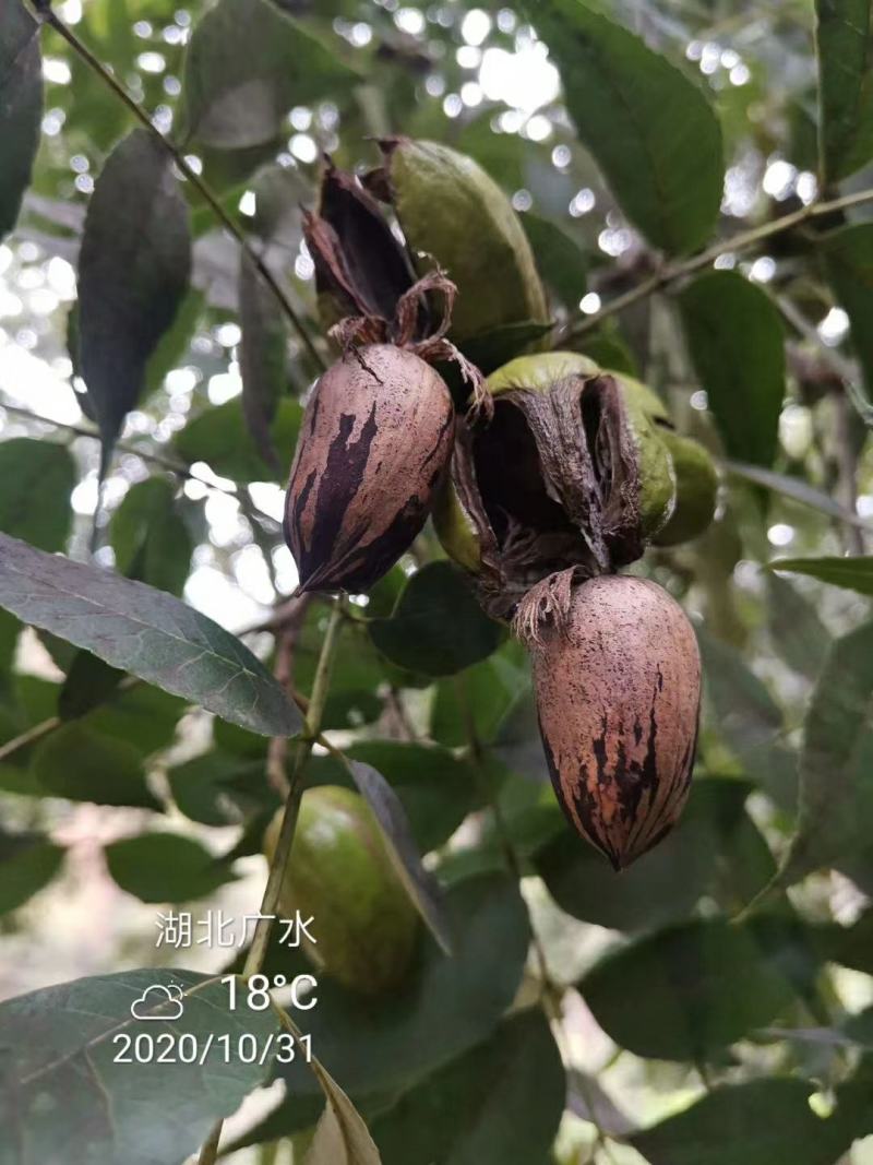 湖北广水碧根果树苗出售