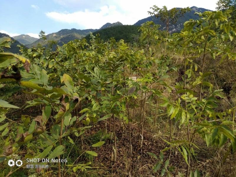 湖北广水碧根果树苗出售