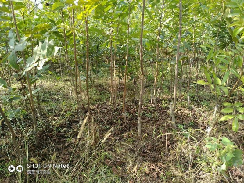 湖北广水碧根果树苗出售