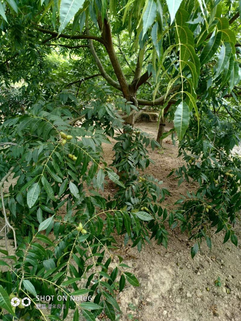 湖北广水碧根果树苗出售