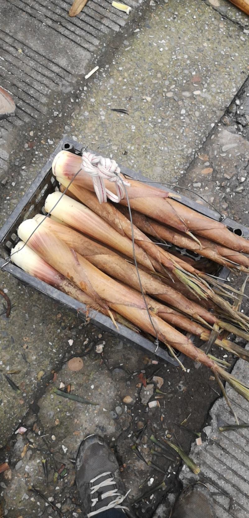 原生态油笋苦笋适合煲汤炒肉