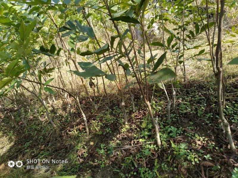湖北广水碧根果树苗出售