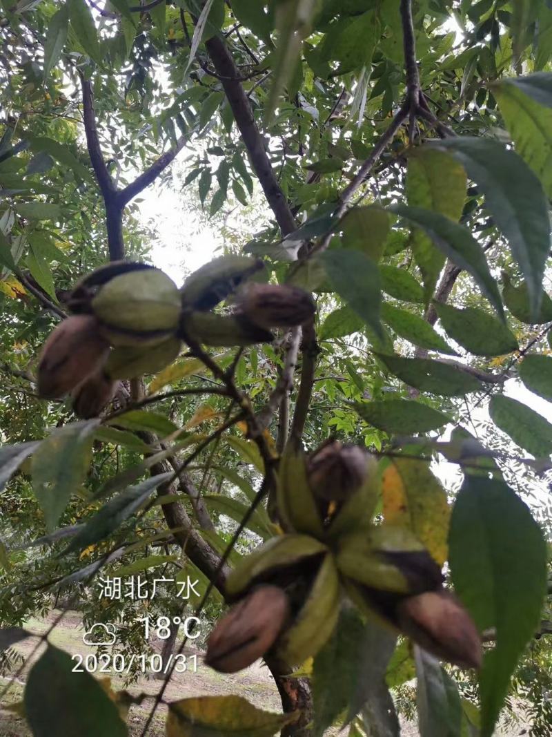 湖北广水碧根果树苗出售