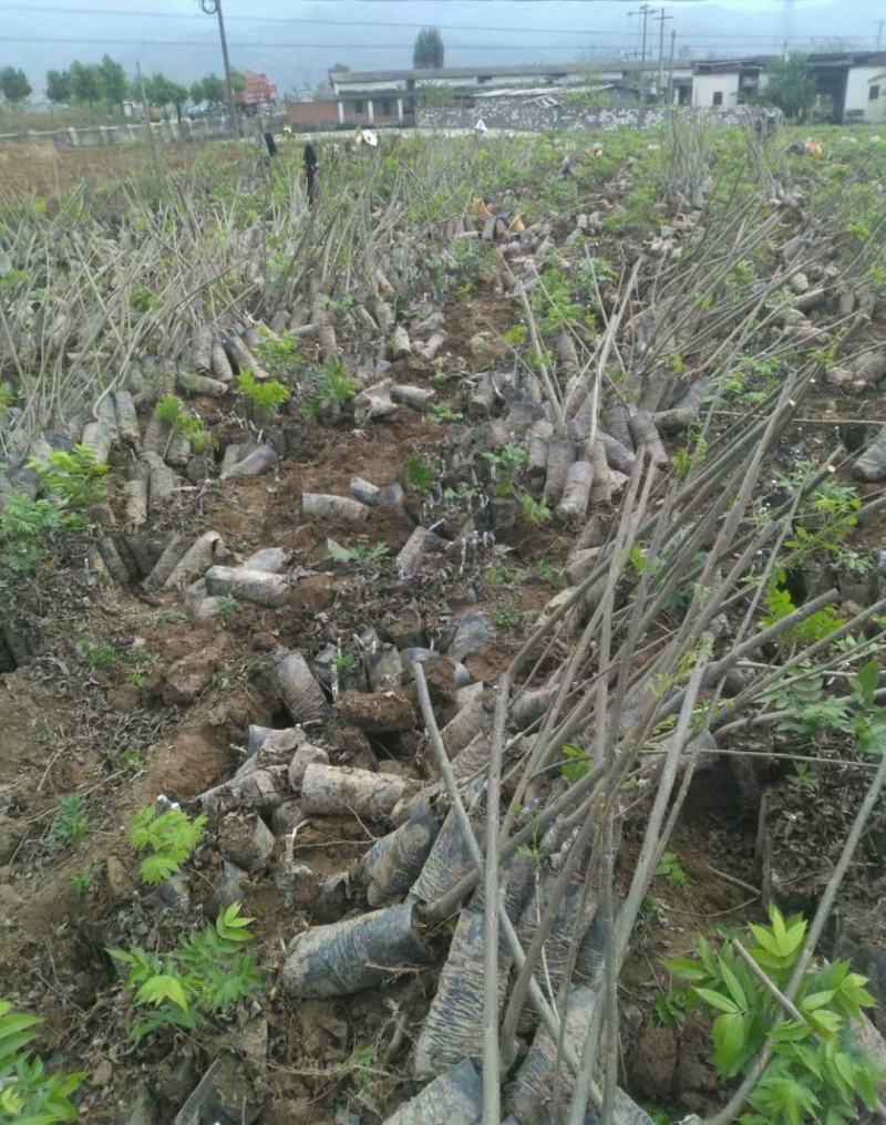 湖北广水碧根果树苗出售