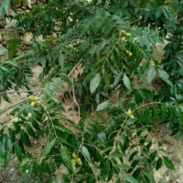 湖北广水碧根果树苗出售