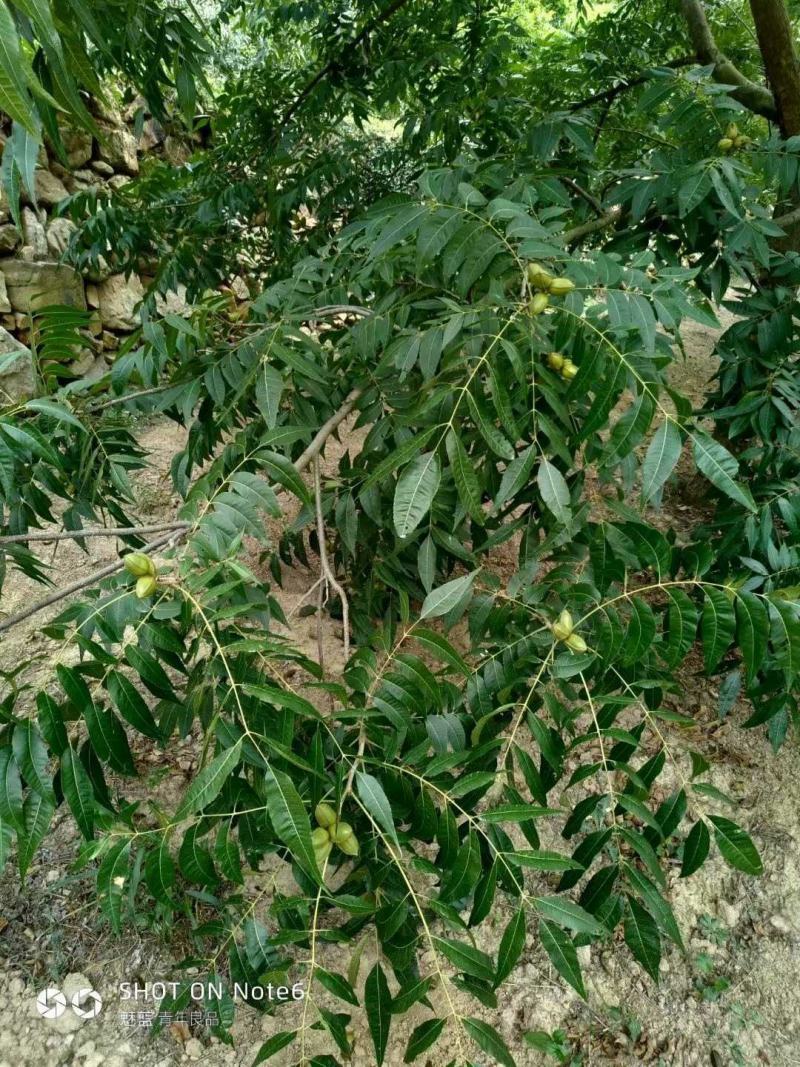 湖北广水碧根果树苗出售