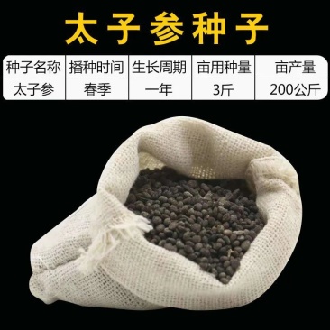 材种子新采优质太子参种子孩儿参种子童参种子人参种子优惠