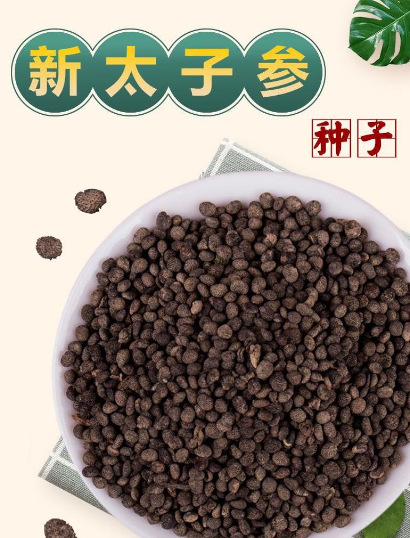 材种子新采优质太子参种子孩儿参种子童参种子人参种子优惠