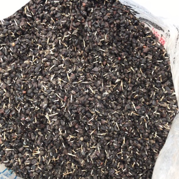 杜梨种子，嫁接各种梨苗沾木，芽率看图片，大量批发，