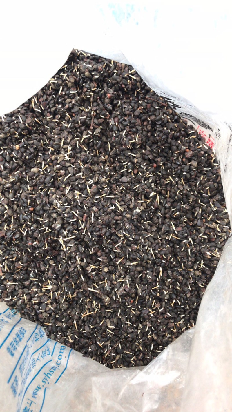 杜梨种子，嫁接各种梨苗沾木，芽率看图片，大量批发，