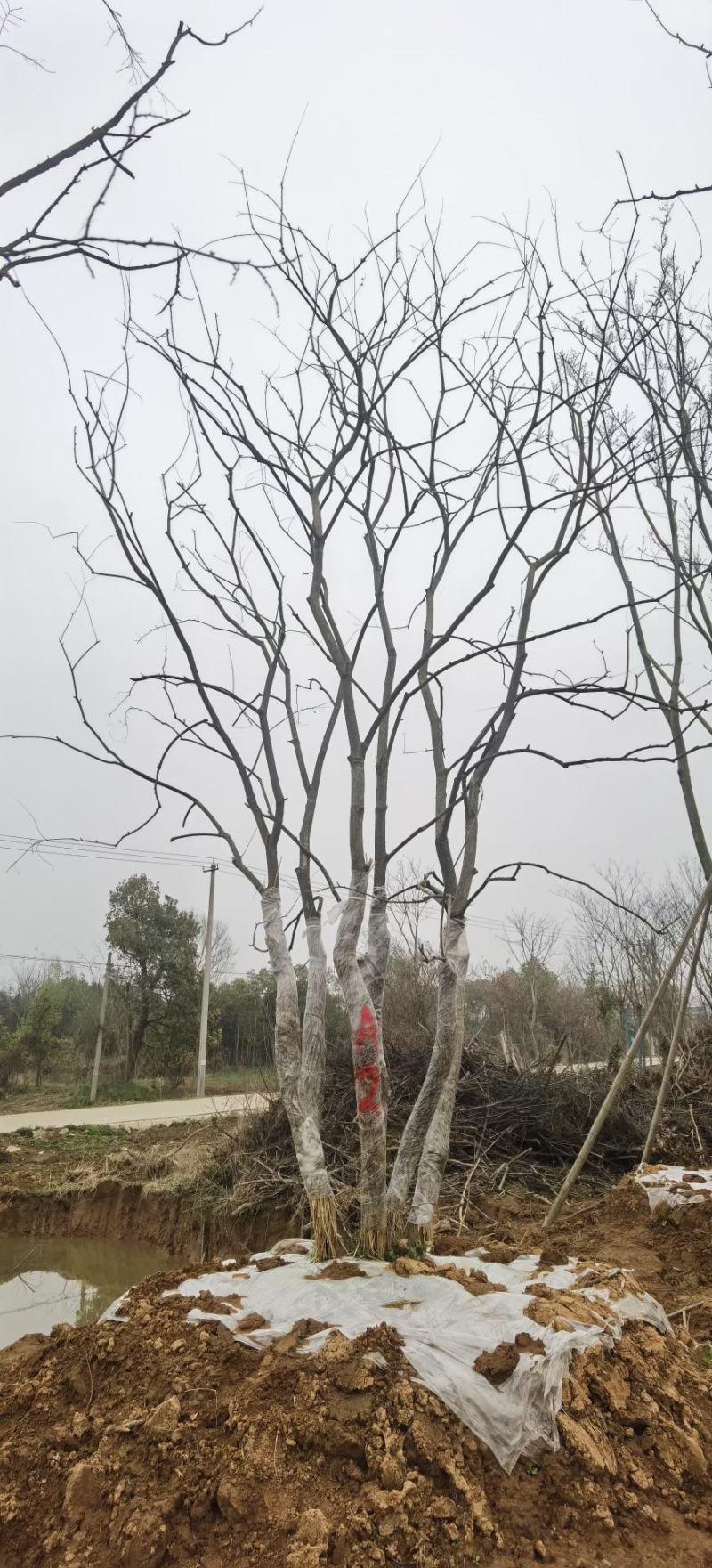 白玉兰树，江西九江树种，成活率高，树形好看