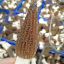 原产地自销羊肚菌干羊肚菌羊肚菌干货支持线上交易