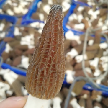 原产地自销羊肚菌干羊肚菌羊肚菌干货支持线上交易