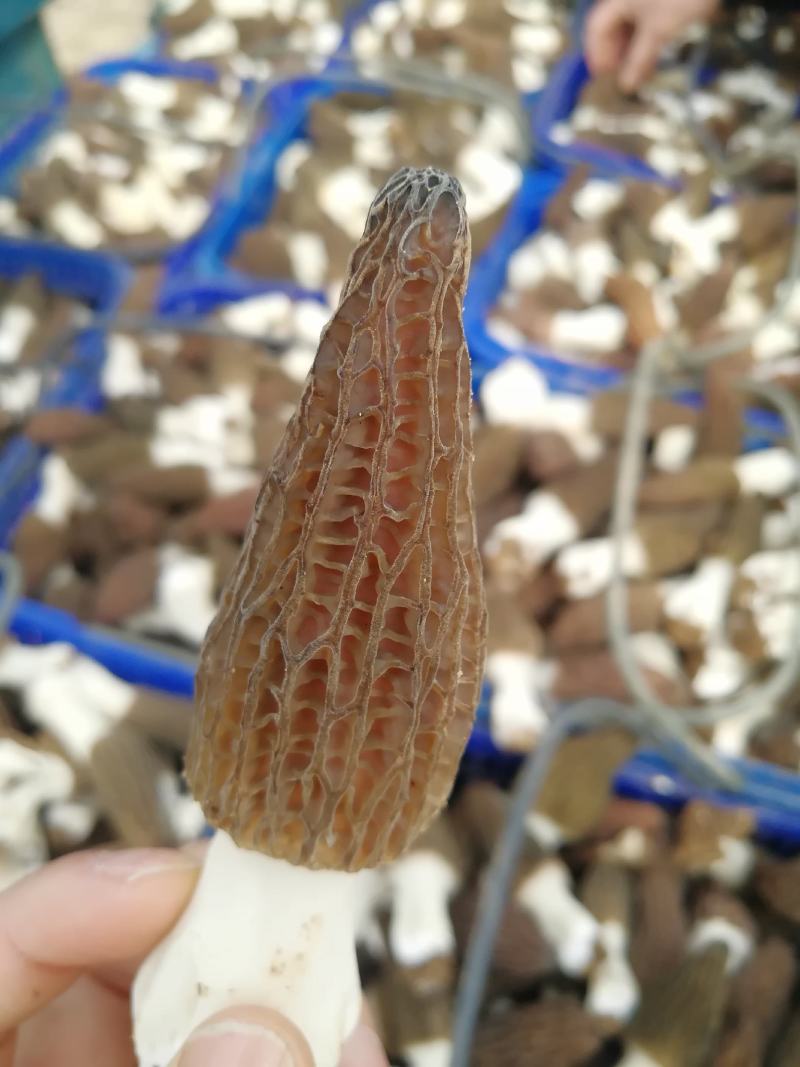 原产地自销羊肚菌干羊肚菌羊肚菌干货支持线上交易