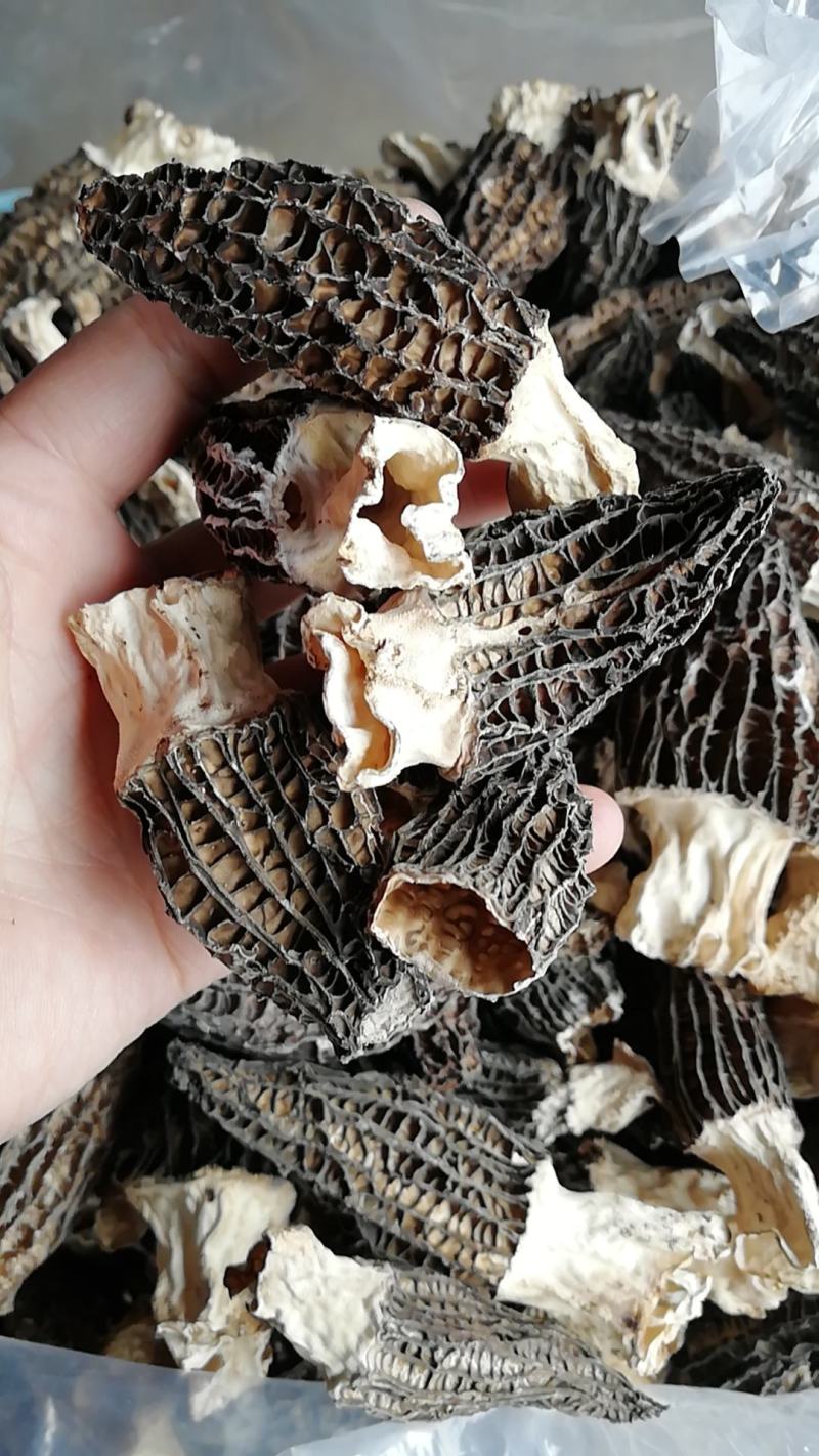 原产地自销羊肚菌干羊肚菌羊肚菌干货支持线上交易