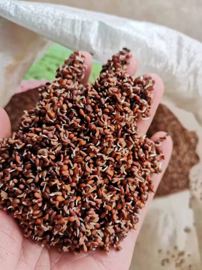 苹果种子，东北野生小山丁籽，嫁接苹果苗沾木，