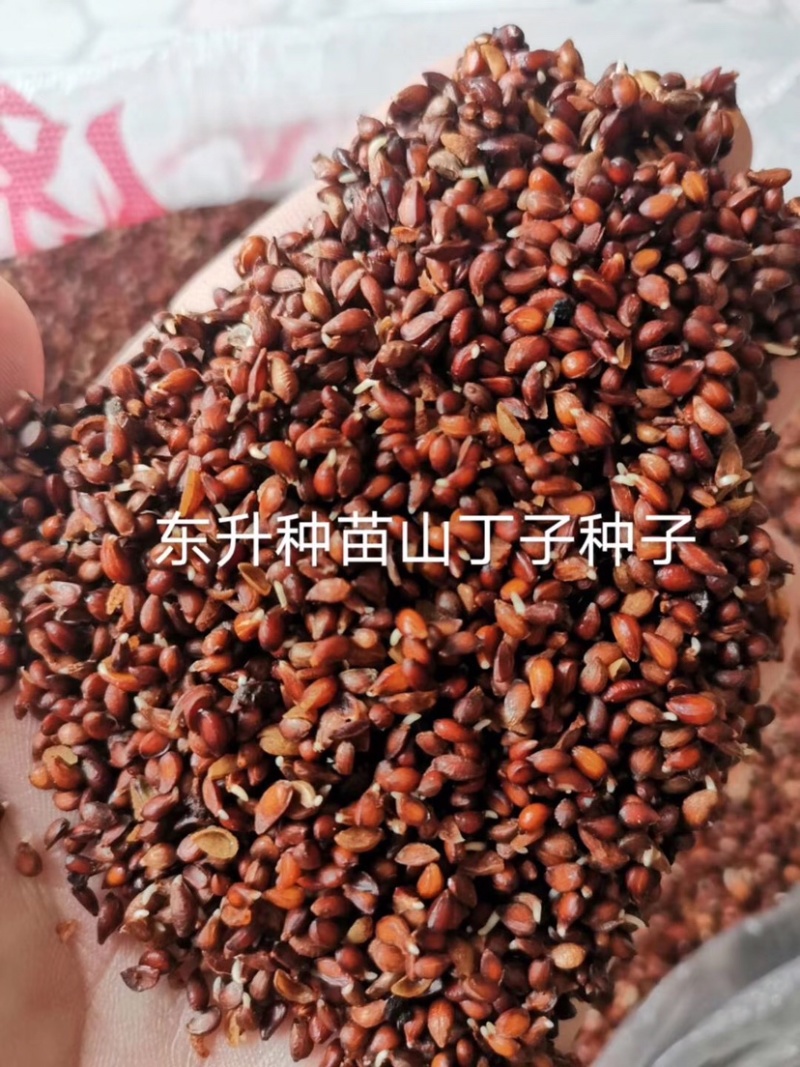 苹果种子，东北野生小山丁籽，嫁接苹果苗沾木，