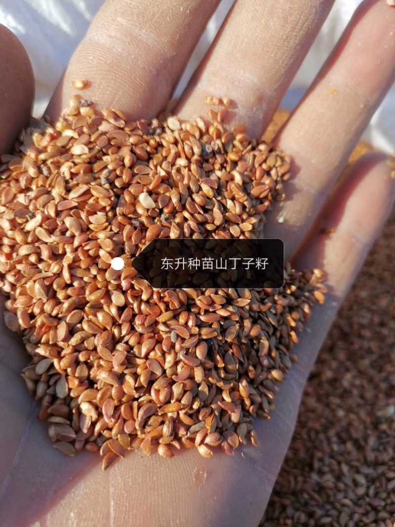 苹果种子，东北野生小山丁籽，嫁接苹果苗沾木，