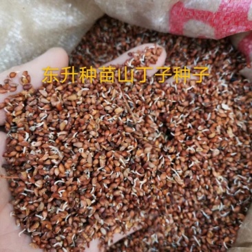 苹果种子，东北野生小山丁籽，嫁接苹果苗沾木，